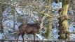Deer in the park